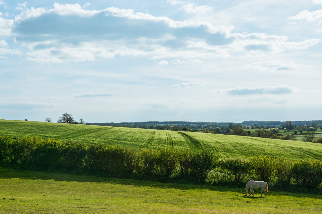 pré vert avec un cheval blanc - green IT